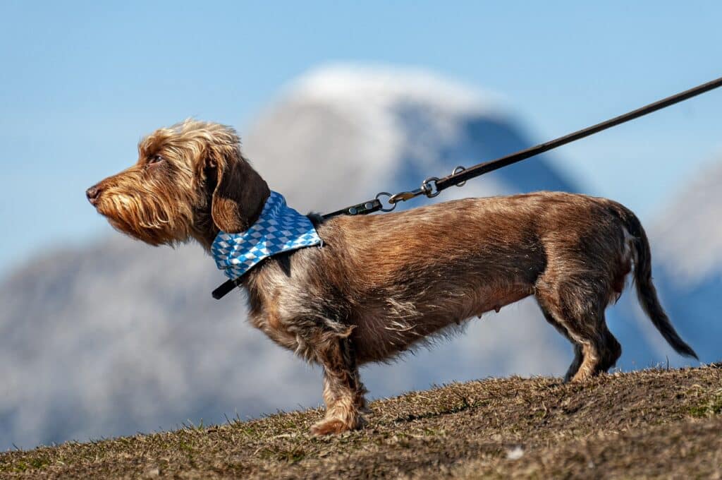 frais d’entretien d’un chien guide au quotidi
