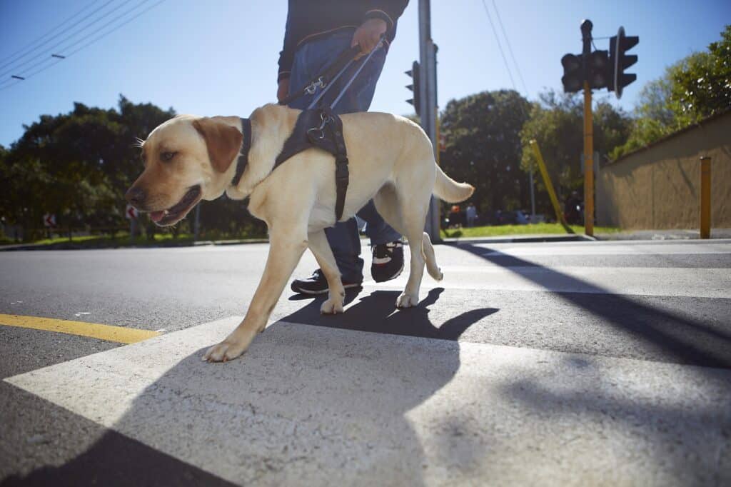 homme traverse une route avec un chien guide d’aveugle